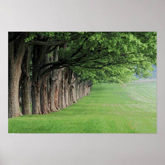 Stately row of trees, Louisville, Kentucky. Poster (Front)
