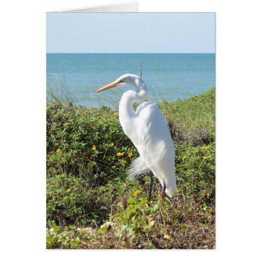 Statuesque Heron Cards (Front)