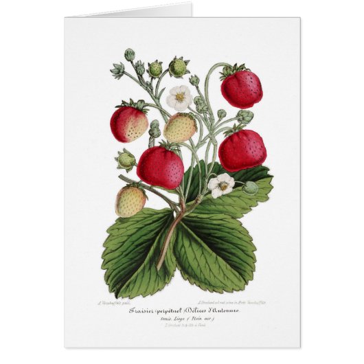 Stawberry Cards (Front)