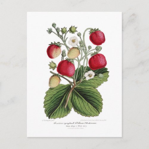 Stawberry Postcard