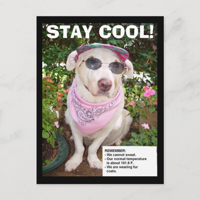 STAY COOL! POSTCARD (Front)