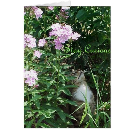 Stay Curious (Front)