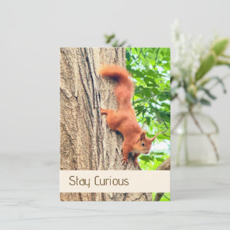 Stay Curious Cute Red Squirrel Postcard