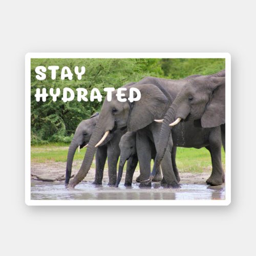 Stay Hydrated Elephant Health Typography Water Sticker