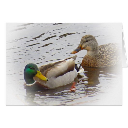 Staying Close - Mallard Duck Pair Cards (Front Horizontal)