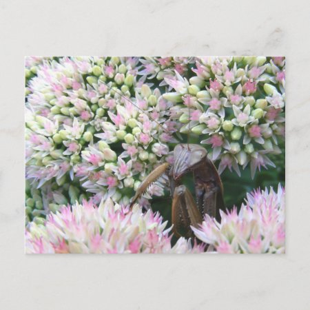 Stealthy Mantis ~ Postcard