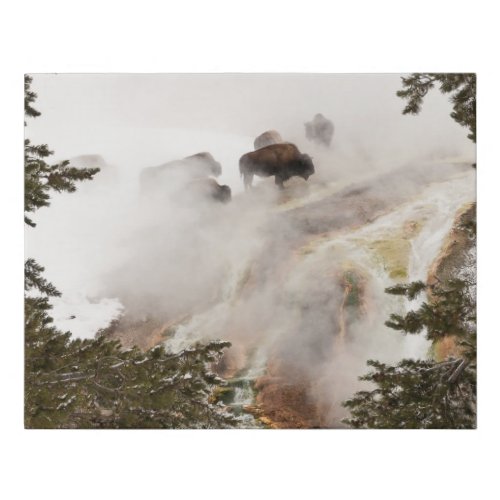 Steamy Bison at Yellowstone National Park Faux Canvas Print