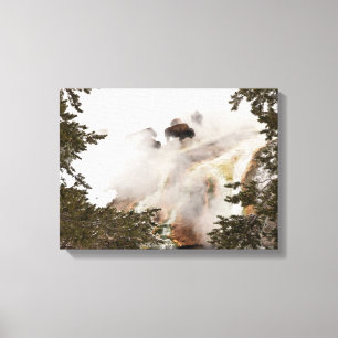 Steamy Bison Canvas Print