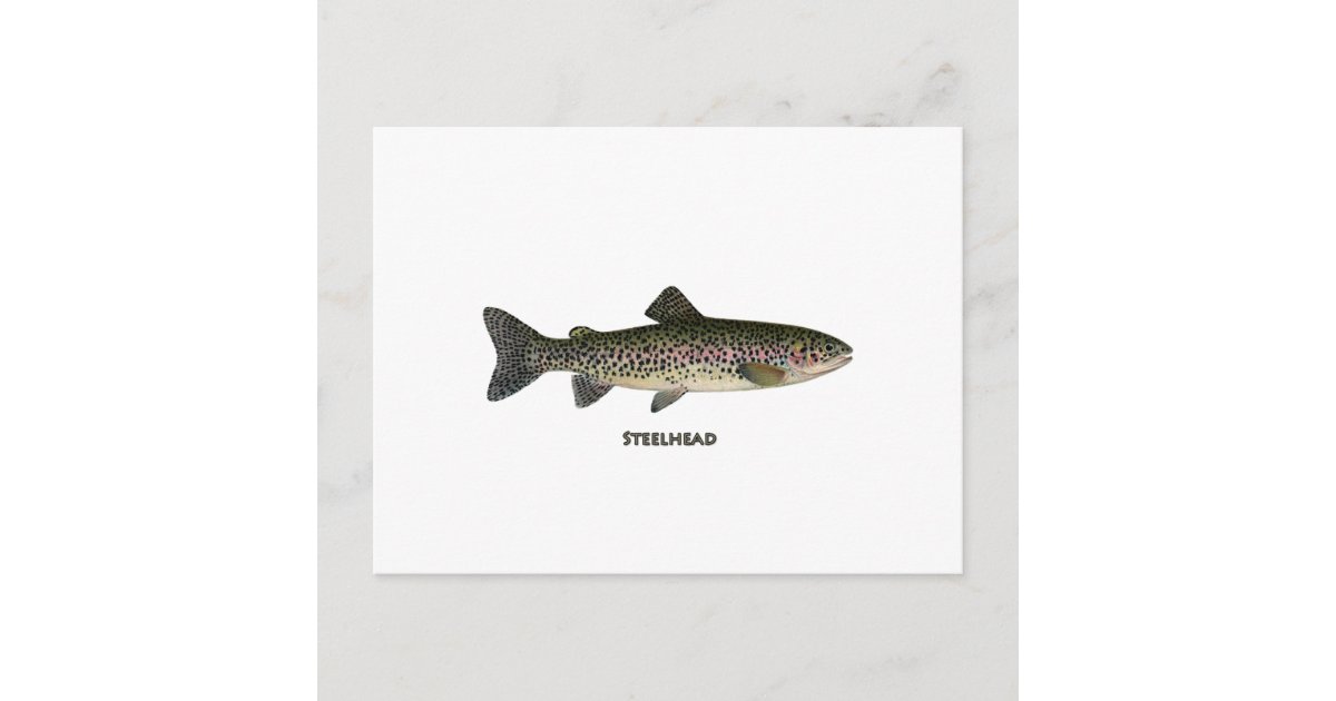 Steelhead (Great Lakes) Postcard | Zazzle