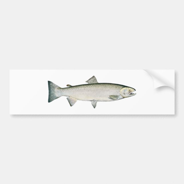 Steelhead Rainbow Trout Bumper Sticker (Front)