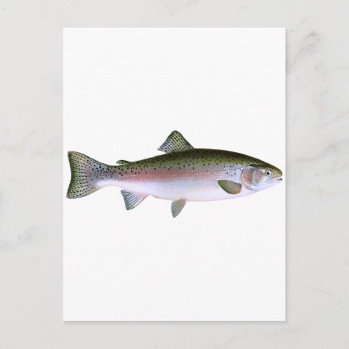 Steelhead Rainbow Trout Fishing  Logo Postcard
