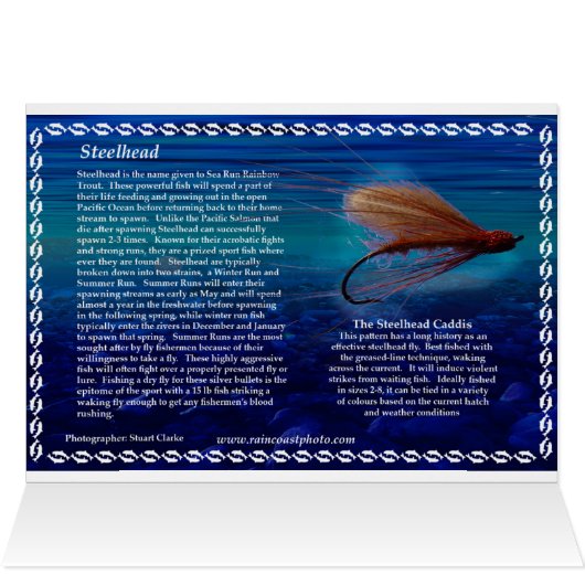 Steelhead taking a fly (Inside Horizontal (Top))