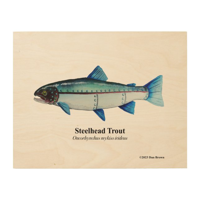 Steelhead Trout: Wood Print; 14x11 Wood Wall Art (Front)