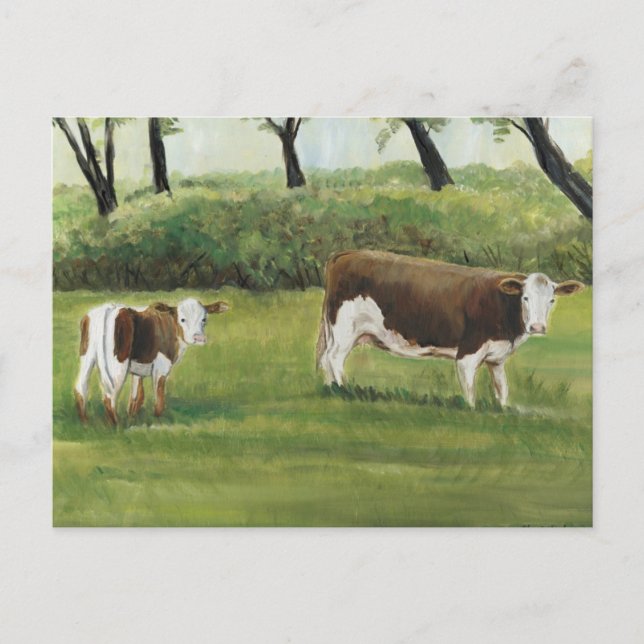 Steer and Calf Art Postcard (Front)