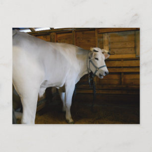 Steer Postcard