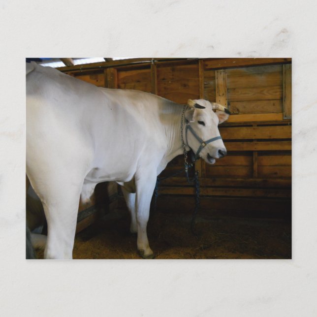 Steer Postcard (Front)