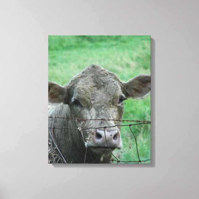 Steer Says Hello Canvas Print (Front)