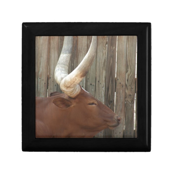 Steer With Big Horns Trinket Boxes