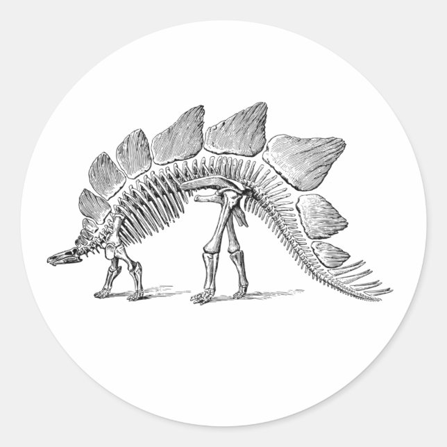 Stegosaurus Dinosaur Skeleton Fossil Classic Round Sticker (Front)