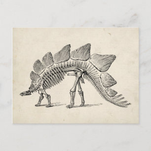 Stegosaurus Dinosaur Skeleton Fossil Postcard