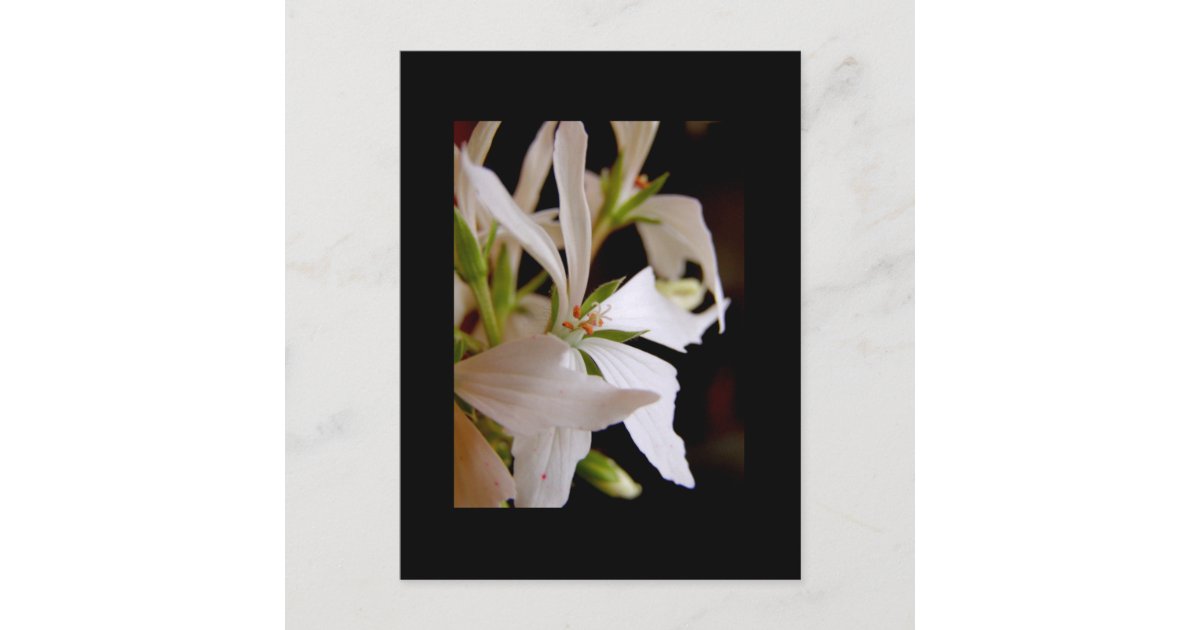 Vectis Geranium Stellar geranium 'Vectis glitter' Postcard | Zazzle