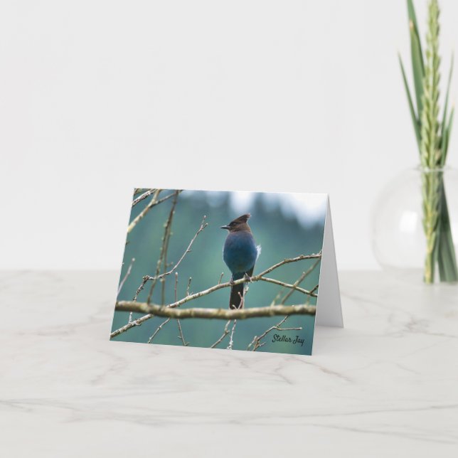 Stellar Jay Bird on a Branch Thank You Card (Front)