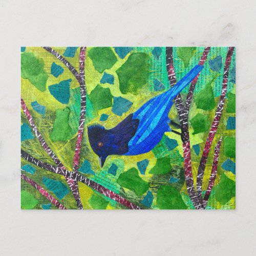 Stellar Jay Postcard