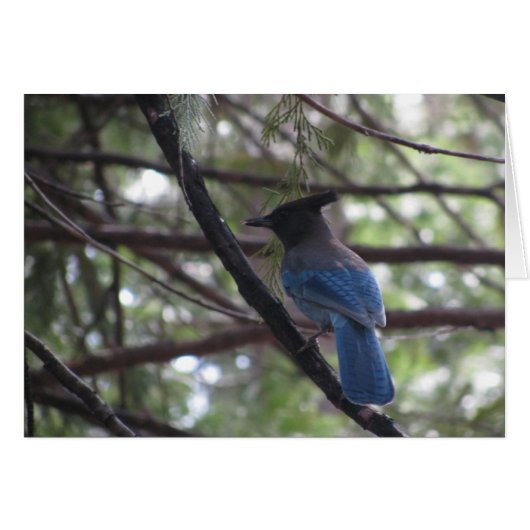 Stellar Jay- Yosemite (Front Horizontal)