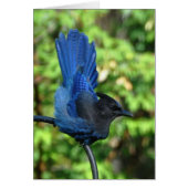 Stellar’s Jay (Front)