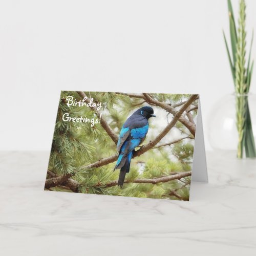 Stellars Jay Blue Bird Birthday Card Bird Lover