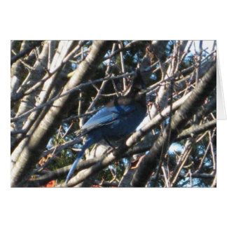 Stellars Jay Cards