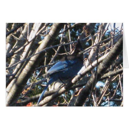 Stellars Jay Cards (Front Horizontal)