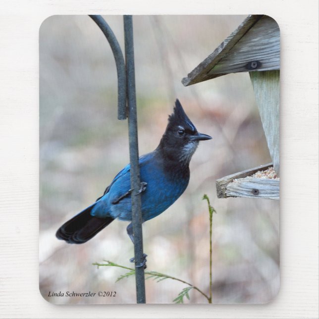 Stellar's Jay Mouse Pad (Front)
