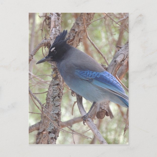 Stellars Jay Postcard (Front)