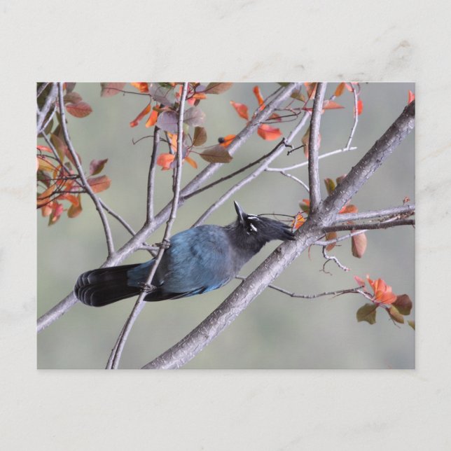 Steller Jay Post Card (Front)