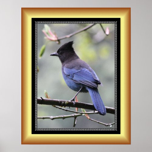 Stellers Jay  Golden Frame Series 001  Poster