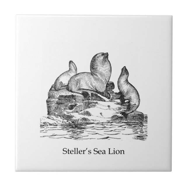 Steller Sea Lion Ceramic Tile (Front)