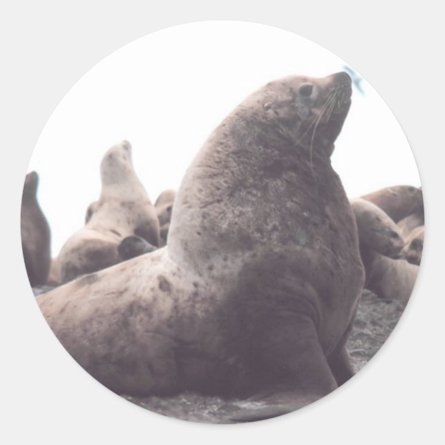 Steller Sea Lion Classic Round Sticker (Front)