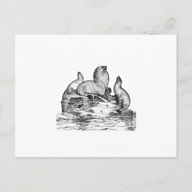 Steller Sea Lion Postcard (Front)