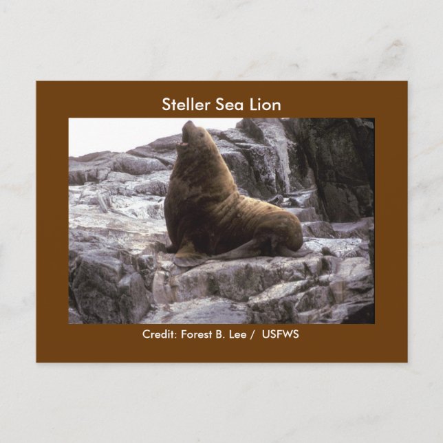 Steller Sea Lion Postcard (Front)