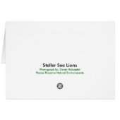 Steller Sea Lions (Back Horizontal)