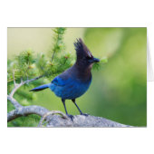 Steller's Jay (Front Horizontal)