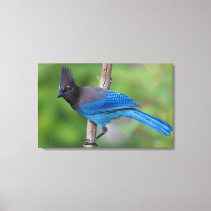 Steller's Jay 1 Canvas Print