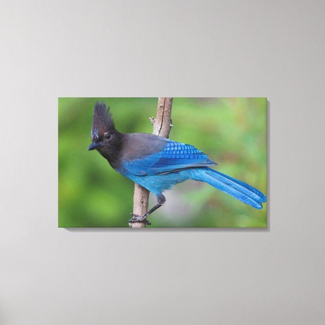 Steller's Jay 1 Canvas Print (Front)