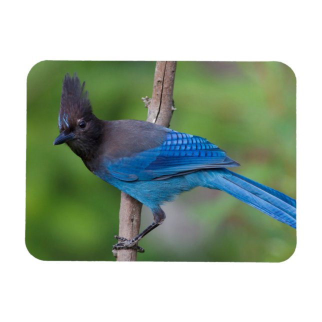 Steller's Jay 1 Magnet (Horizontal)