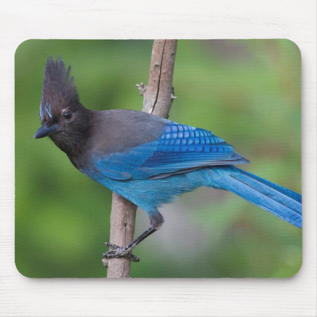 Steller's Jay 1 Mouse Pad (Front)