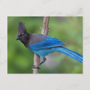 Steller's Jay 1 Postcard