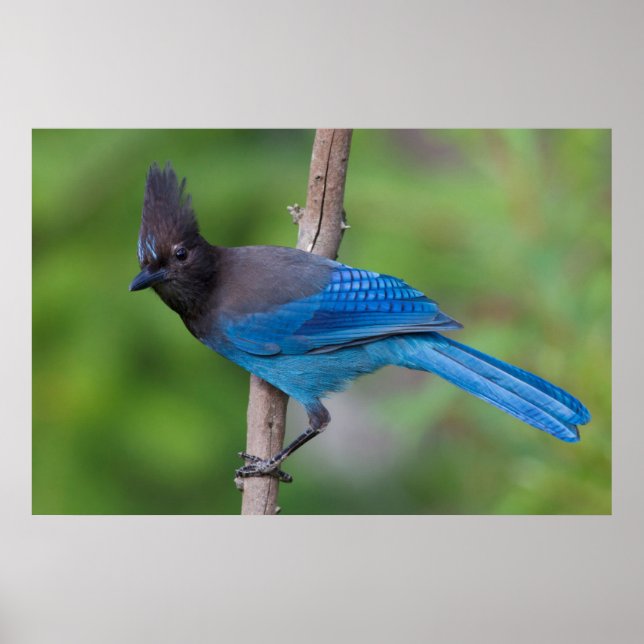 Steller's Jay 1 Poster (Front)