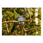 Steller's Jay at Rocky Mountain National Park