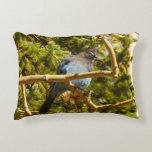 Steller's Jay at Rocky Mountain National Park Accent Pillow
